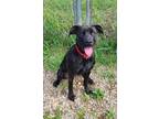 Adopt Sable (6197) a Black Pit Bull Terrier / Boxer / Mixed dog in Lake City