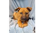 Adopt Joplin (6204) a Tan/Yellow/Fawn - with Black Pit Bull Terrier / Mastiff /