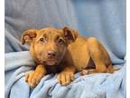 Adopt Birdie (6205) a Tan/Yellow/Fawn Pit Bull Terrier / Mastiff / Mixed dog in