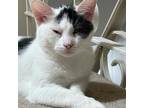 Adopt Venus a White (Mostly) Domestic Longhair / Mixed (medium coat) cat in