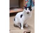 Adopt 6071 (Molly) a Black & White or Tuxedo Domestic Shorthair / Mixed (short