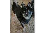 Adopt Bentley a Black - with White Pomsky / Husky / Mixed dog in Ovid