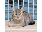 Adopt 6147 (Rosie) a Brown Tabby Domestic Shorthair / Mixed (short coat) cat in