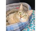 Adopt 6147 (Rosie) a Brown Tabby Domestic Shorthair / Mixed (short coat) cat in