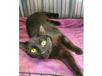 Adopt 6111 (Asami) a All Black Domestic Shorthair / Mixed (short coat) cat in
