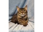 Adopt 6223 (Macy) a Brown Tabby Domestic Mediumhair / Mixed (medium coat) cat in