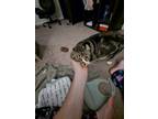 Adopt Jack a Tiger Striped Himalayan / Mixed (short coat) cat in Hephzibah