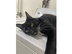 Adopt Jupiter a Black (Mostly) Domestic Mediumhair / Mixed (medium coat) cat in