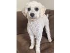 Adopt Candy a White Toy Poodle / Bedlington Terrier / Mixed dog in Agua Dulce