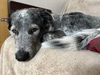 Adopt JJ a Gray/Blue/Silver/Salt & Pepper Border Collie / Husky / Mixed dog in