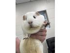 Adopt Butter a White Guinea Pig / Guinea Pig / Mixed small animal in Largo