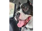 Adopt Bowser a White American Pit Bull Terrier / Mixed dog in Philadelphia