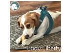 Adopt LADY LIBERTY a Tan/Yellow/Fawn - with White Cavalier King Charles Spaniel