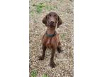 Adopt Hatti (6143) a Brown/Chocolate Chesapeake Bay Retriever / Mixed dog in