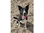 Adopt Izzy (6194) a Black - with White Border Collie / Mixed dog in Lake City