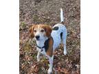 Adopt Rascal (6164) a White - with Red, Golden, Orange or Chestnut Treeing