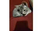 Adopt Phil a Gray, Blue or Silver Tabby Tabby / Mixed (short coat) cat in