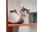 Adopt Flare a White (Mostly) Domestic Mediumhair / Mixed (medium coat) cat in