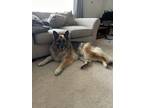 Adopt Hachi a Brown/Chocolate - with Black German Shepherd Dog / Mixed dog in