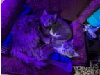 Adopt Fern and Toast a Gray or Blue Domestic Mediumhair / Mixed (long coat) cat