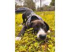 Adopt August a Black - with White American Pit Bull Terrier / Labrador Retriever