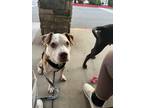 Adopt Rolo a Tan/Yellow/Fawn - with White American Pit Bull Terrier / American