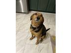 Adopt Abigail a Tricolor (Tan/Brown & Black & White) Foxhound / Mixed dog in