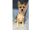 Adopt Ferb (6229) a Tan/Yellow/Fawn - with Black Corgi / Australian Cattle Dog /