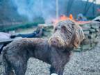 Adopt Sadie a Brown/Chocolate Labradoodle / Mixed dog in Weatherford