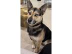 Adopt Layla a Black - with Tan, Yellow or Fawn German Shepherd Dog / Husky /