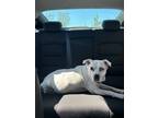 Adopt Molly a White - with Black Mutt / Bull Terrier / Mixed dog in Round Rock