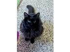 Adopt Prime Minister 51680 a All Black Domestic Mediumhair / Domestic Shorthair