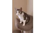 Adopt Gemma a Brown Tabby Domestic Shorthair / Mixed Breed (Medium) / Mixed