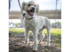 Adopt Bubba Gump a White Mixed Breed (Small) / Mixed dog in Austin