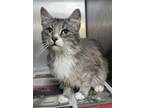 Adopt Quint a Gray or Blue Domestic Mediumhair / Domestic Shorthair / Mixed cat