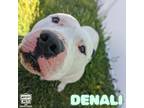 Adopt Denali a White Mixed Breed (Small) / Mixed Breed (Medium) / Mixed (short