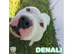 Adopt Denali a White Mixed Breed (Large) / Mixed dog in Belleville