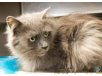 Adopt Eartha a Gray or Blue Domestic Longhair / Mixed (short coat) cat in