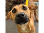 Adopt Gordo a Brown/Chocolate Black Mouth Cur / Mixed dog in Bryan