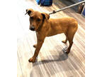 Adopt Libby a Red/Golden/Orange/Chestnut Retriever (Unknown Type) / Mixed dog in