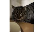 Adopt Fluffy 2 a Brown or Chocolate Domestic Shorthair / Domestic Shorthair /