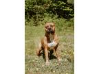 Adopt Grand a Tan/Yellow/Fawn American Pit Bull Terrier / Mixed dog in Loudon