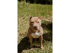 Adopt Lucy a Tan/Yellow/Fawn American Staffordshire Terrier / Mixed dog in