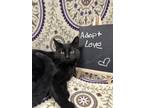 Adopt Gina a All Black Domestic Shorthair / Domestic Shorthair / Mixed cat in