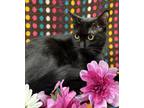 Adopt Tapioca a All Black Domestic Shorthair / Domestic Shorthair / Mixed cat in