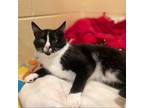 Adopt Pluto a Domestic Shorthair / Mixed (short coat) cat in South Bend