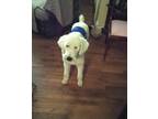 Adopt Oliver a White Poodle (Standard) / Mixed Breed (Medium) / Mixed dog in