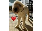 Adopt Charlie a Poodle (Standard) dog in Windsor, CO (41250864)