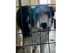 Adopt Rowan a Lancashire Heeler dog in Windsor, CO (41379528)