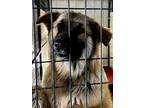 Adopt Annie a Collie dog in Windsor, CO (41379527)